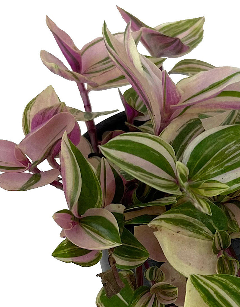 Tradescantia tricolor  €˜Pink Princess  4 Inch