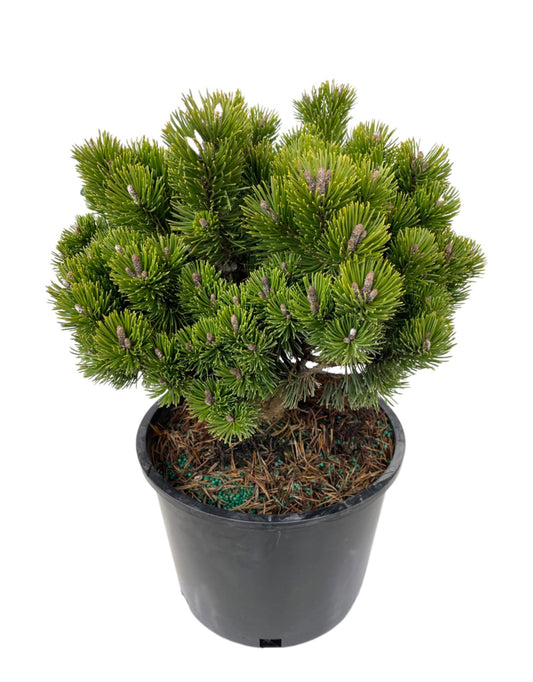 Pinus arist 'Sherwood Compact' 3 Gallon