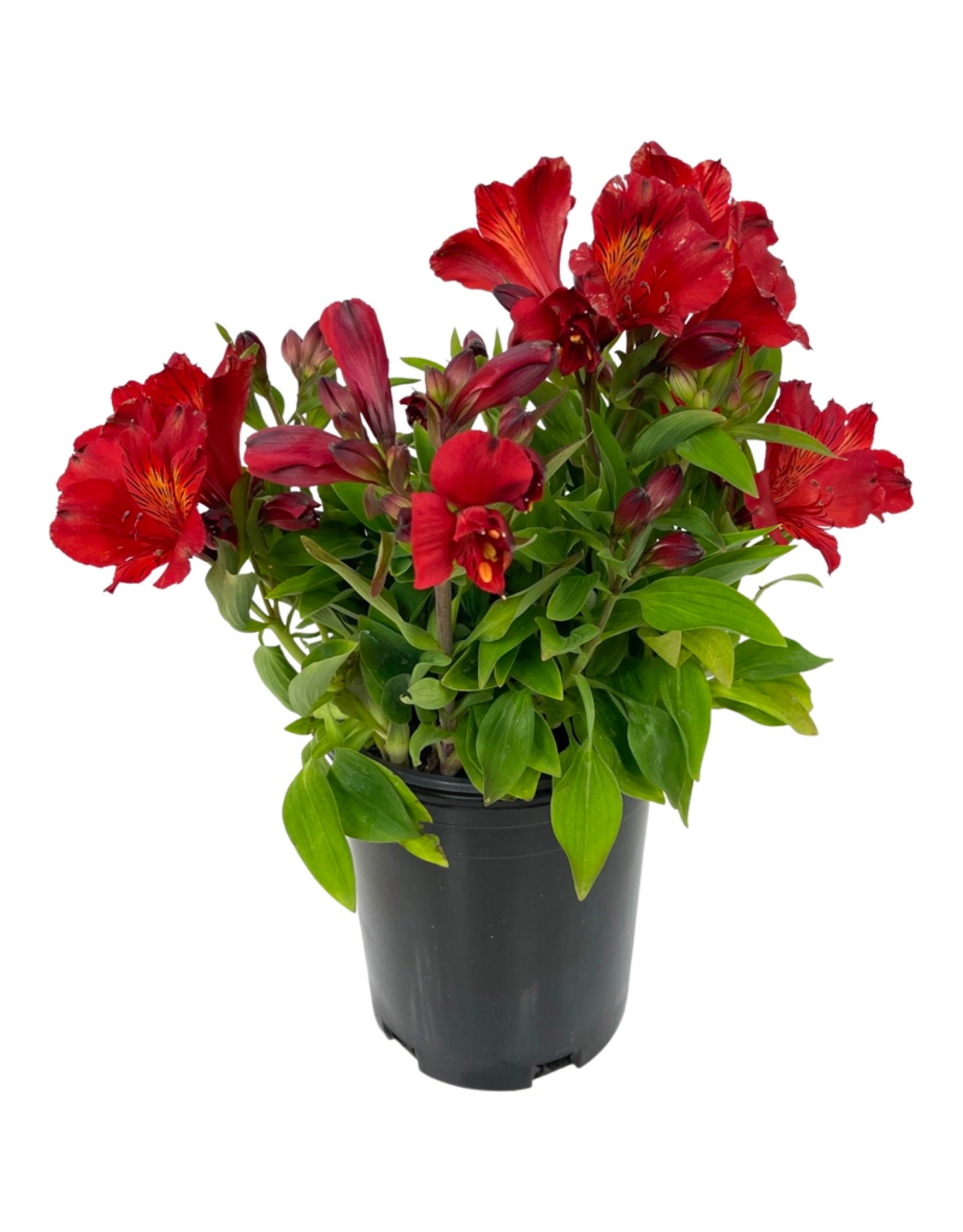 Alstroemeria 'Inca Fire' 1 Gallon