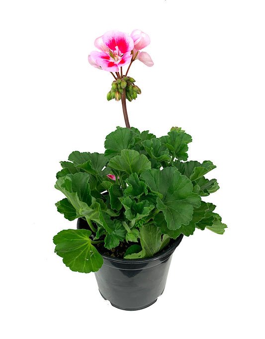 Geranium Zonal 'Presto Pink Sizzle'