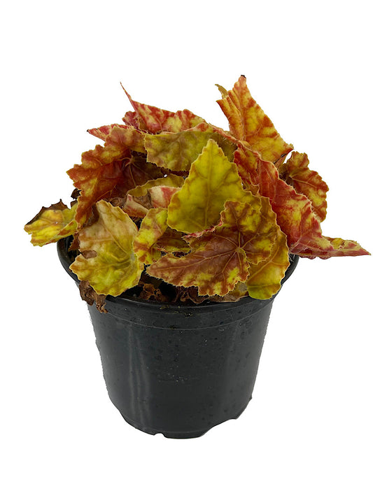 Begonia 'Autumn' 4 Inch