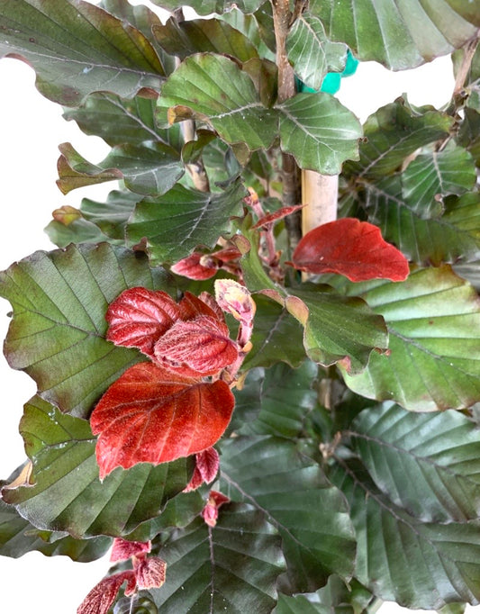 Fagus sylvatica 'Red Obelisk'