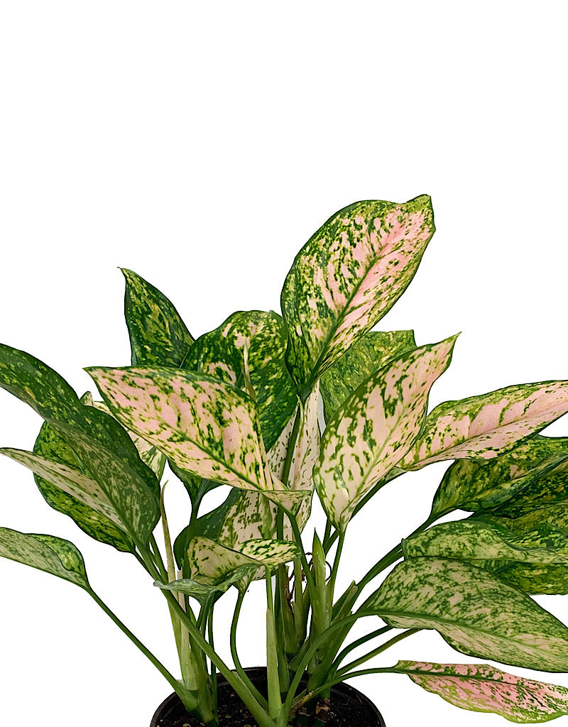 Aglaonema commutatum  €˜Lady Valentine   6 Inch