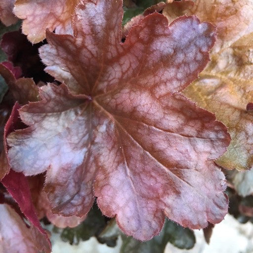 Heuchera 'Cutie Blondie' - Quart