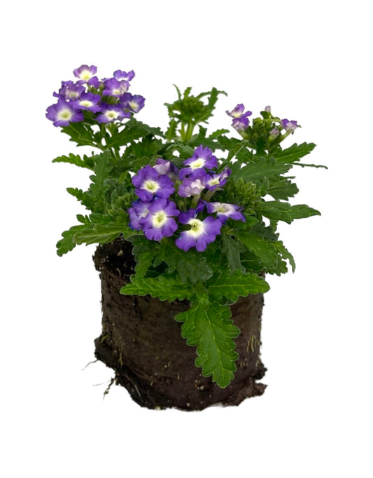 Verbena 'Empress Flair Blue Charm' 4 Inch