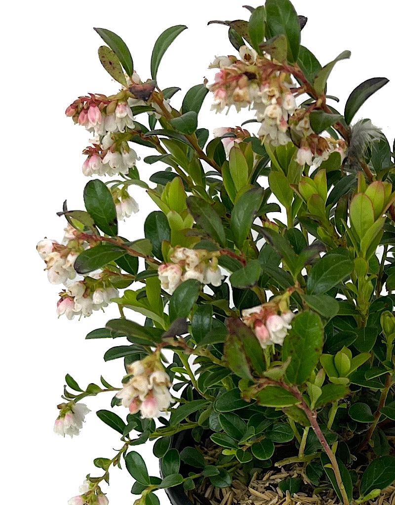 Vaccinium vitis-idaea 'Koralle' Quart