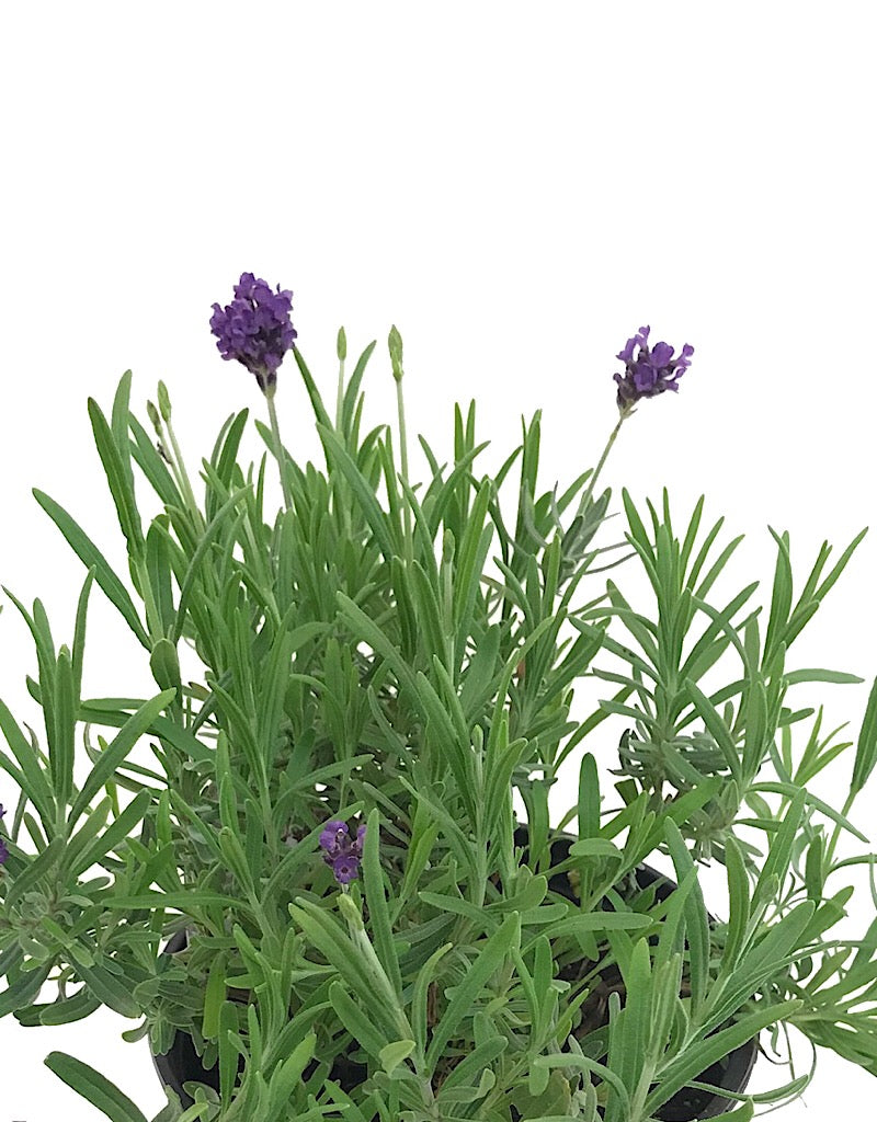 Lavandula angustifolia 'Sentivia Blue' 1 Gallon