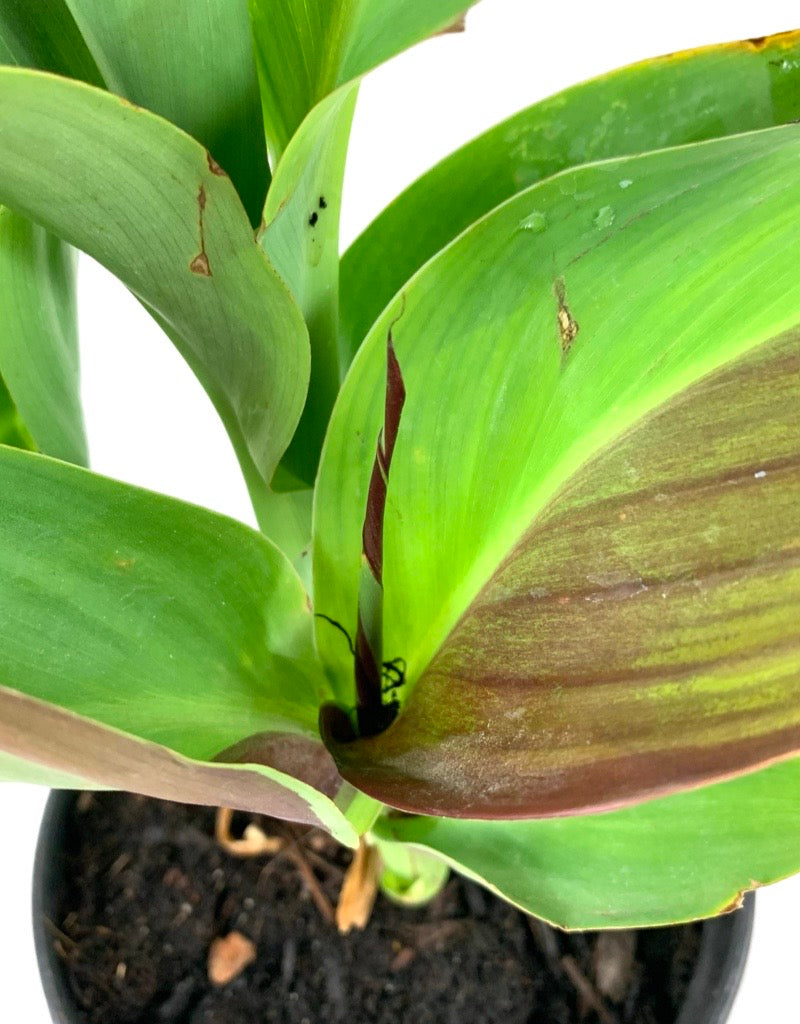 Canna 'Cleopatra'