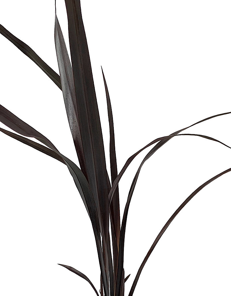 Phormium 'Black Adder' 1 Gallon