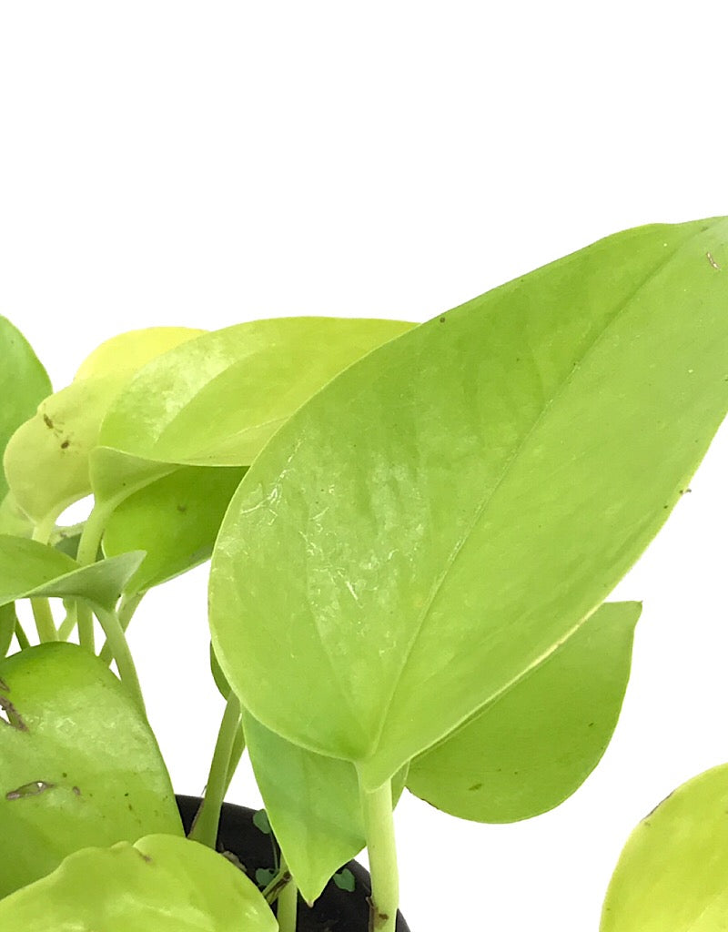 Pothos 'Neon' 4 Inch