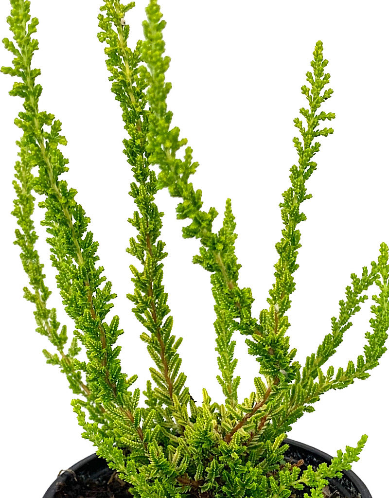 Calluna vulgaris 'Zeta' 4 Inch