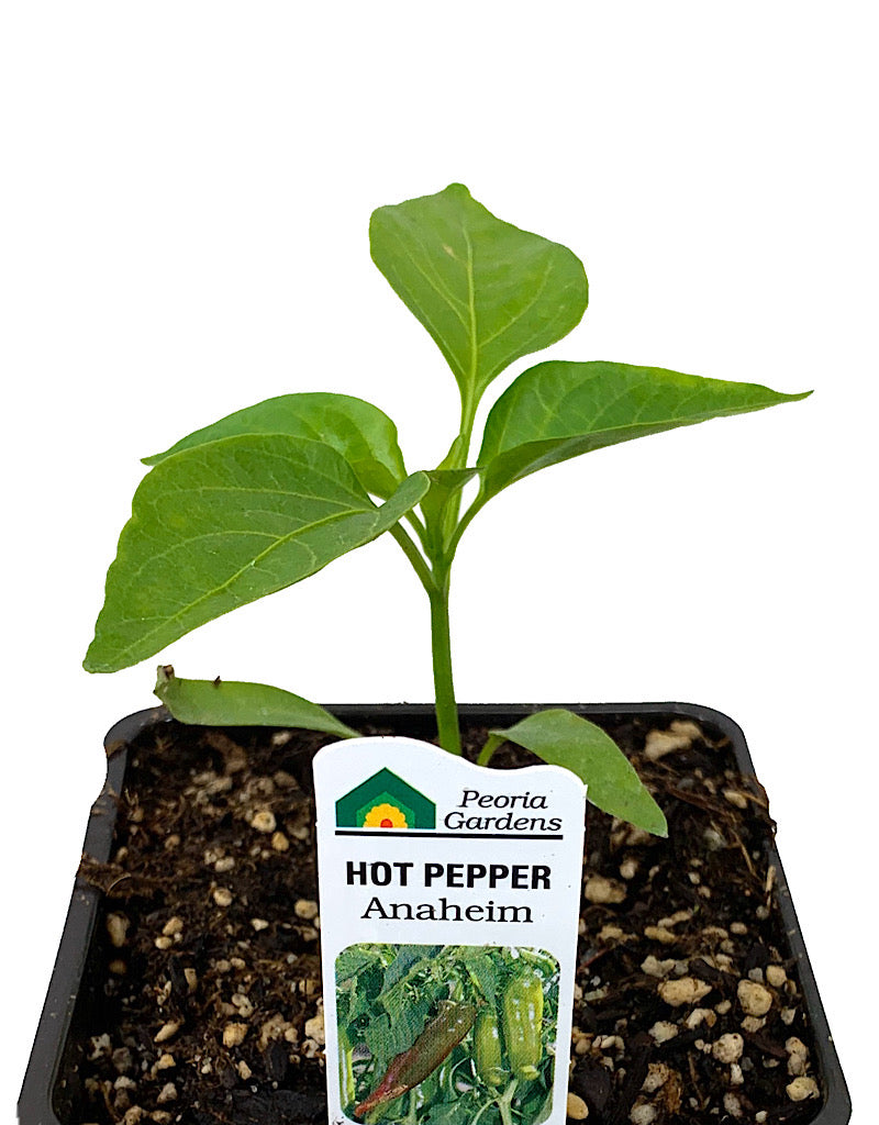 Pepper 'Anaheim' 4 Inch