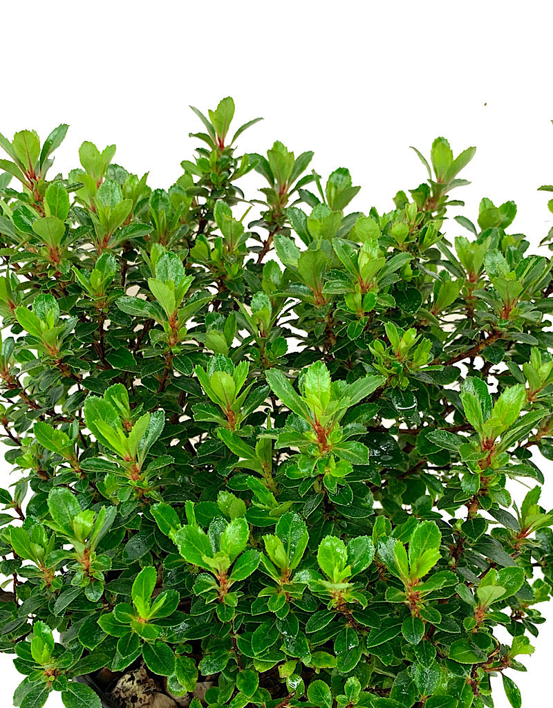 Escallonia 'Compakta' 1 Gallon