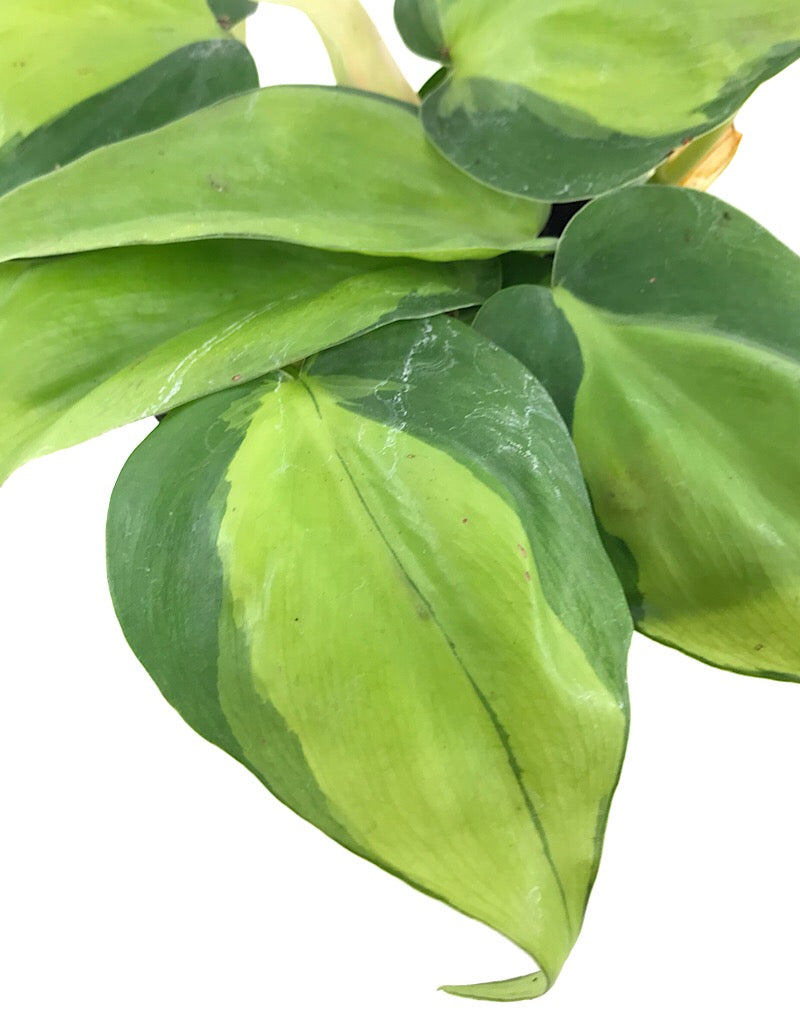 Philodendron 'Brazil' 4 Inch