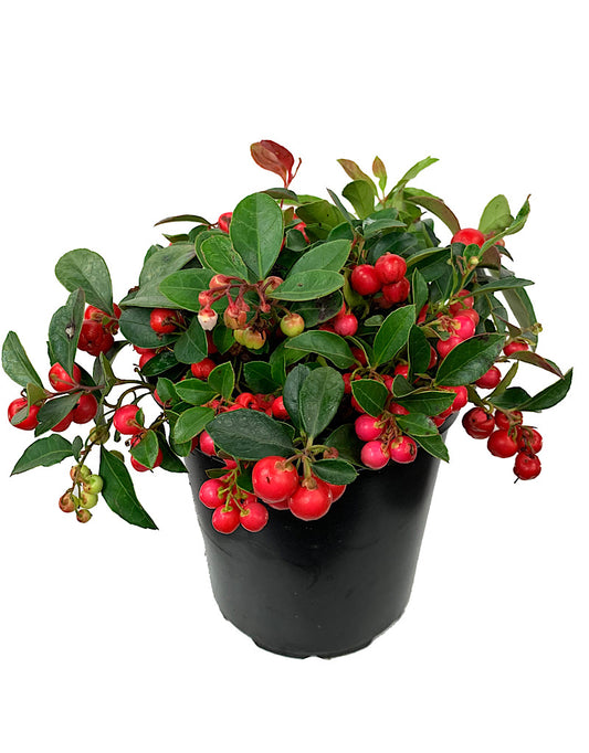 Gaultheria procumbens 1 Gallon