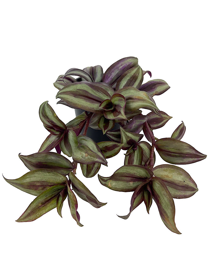 Tradescantia zebrina 4 Inch