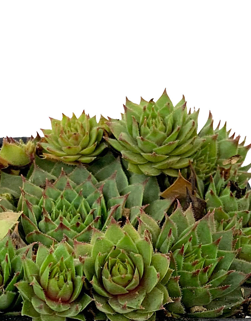 Sempervivum 'Red Beauty' 4 inch