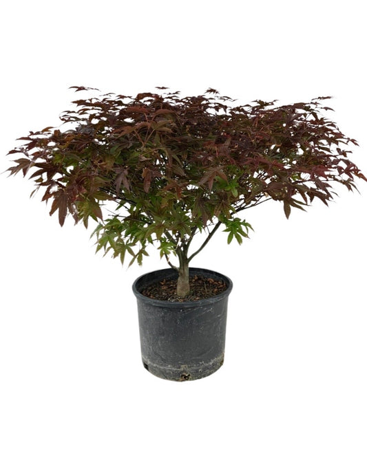 Acer palmatum 'Rhode Island Red' 3 Gallon