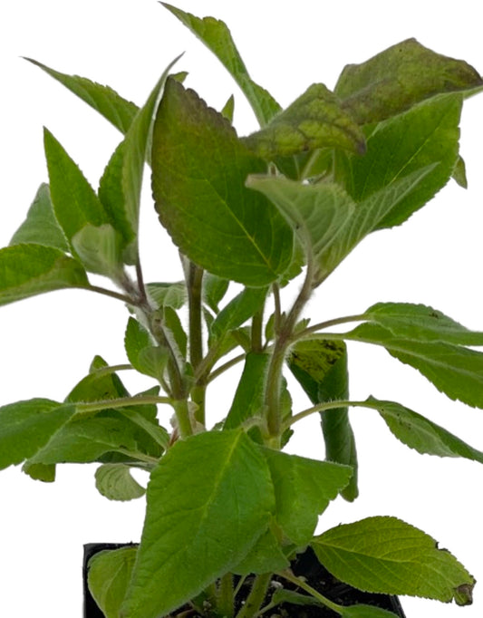 Salvia 'Pineapple Sage'