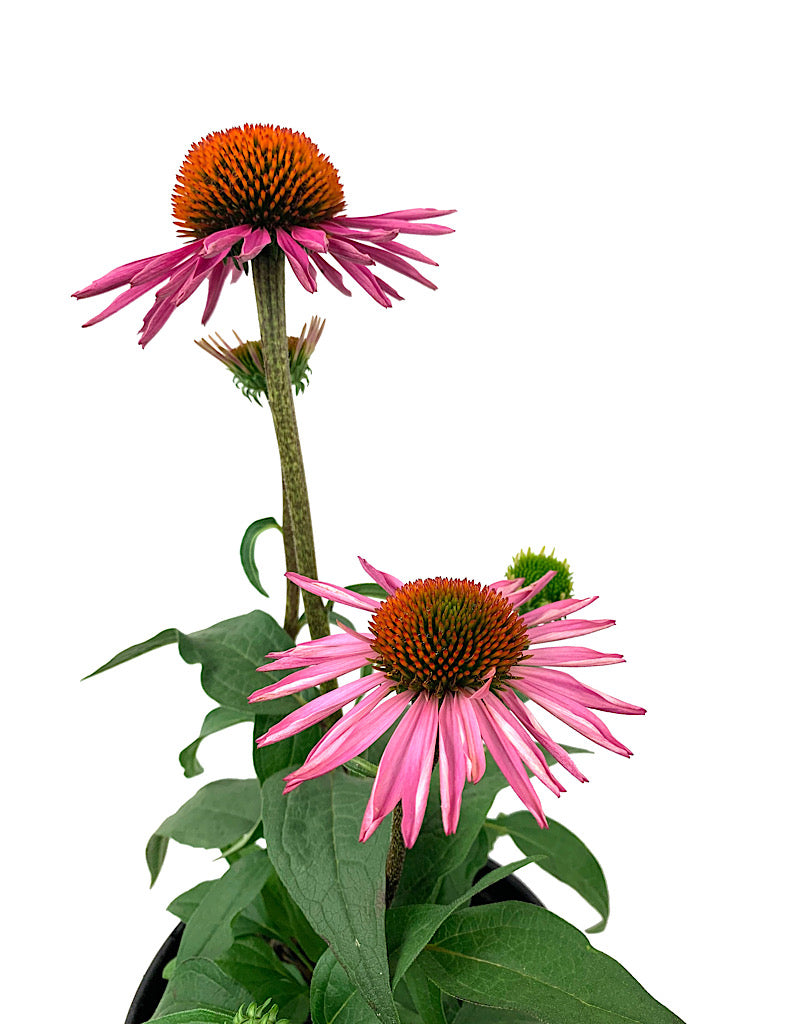 Echinacea 'Pica Bella' 1 Gallon