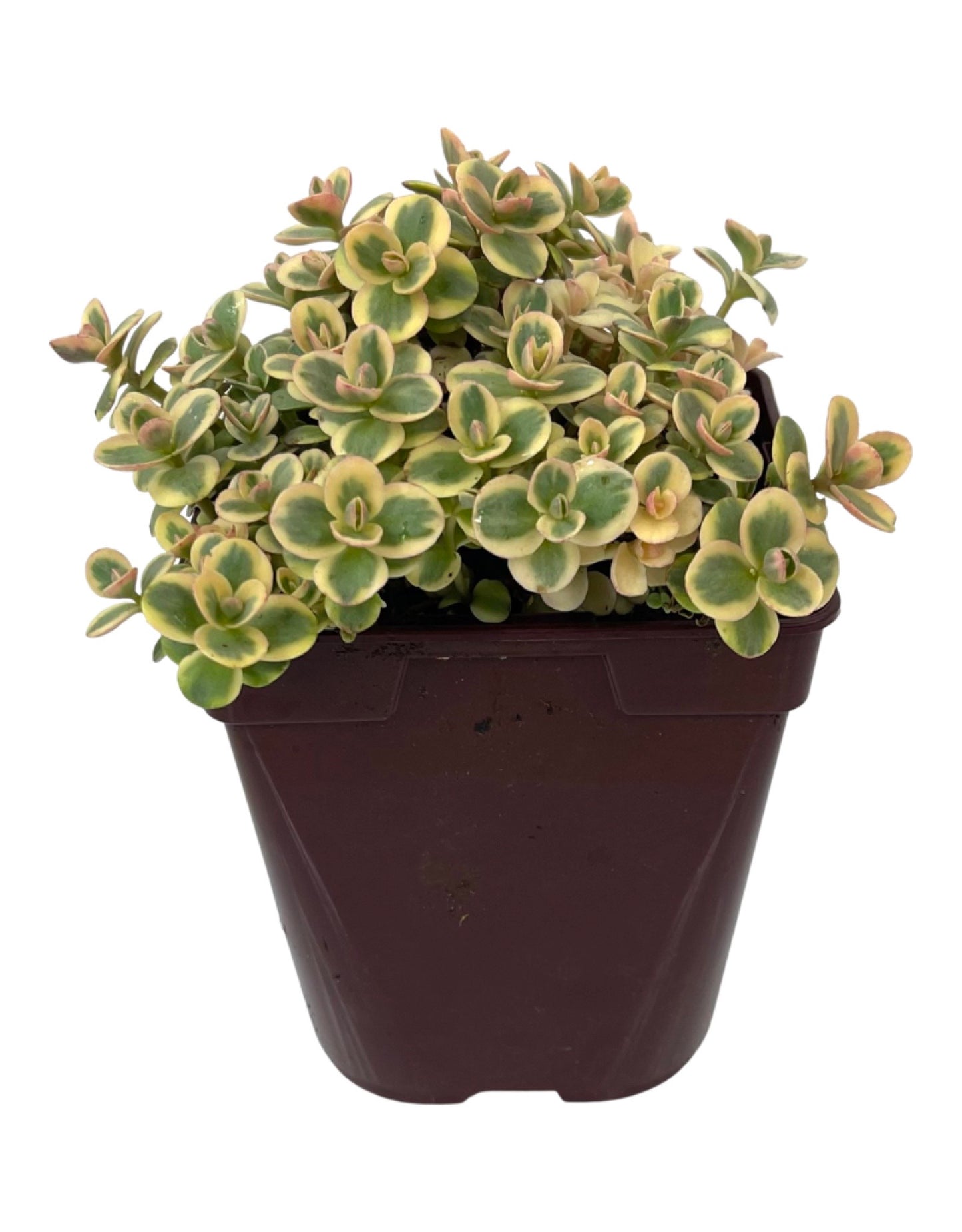 Sedum 'Lime Twister' Quart