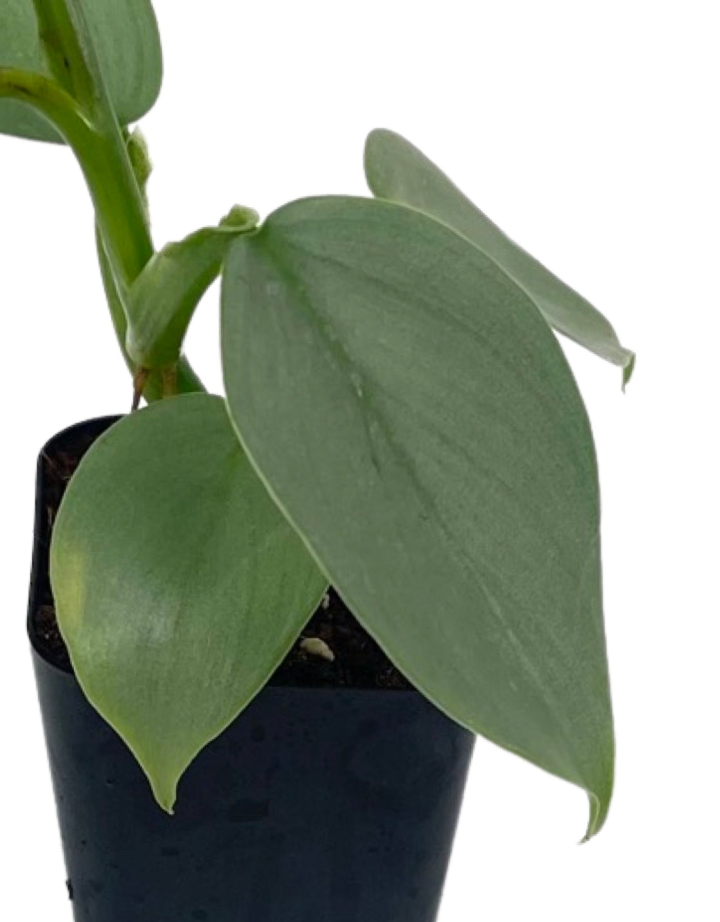 Philodendron 'Silver Sword' 2 Inch