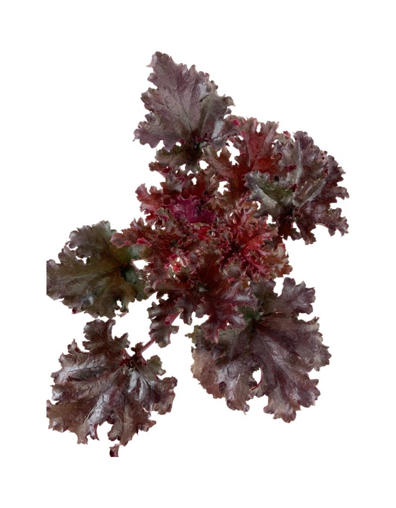 Heuchera 'Black Taffeta'