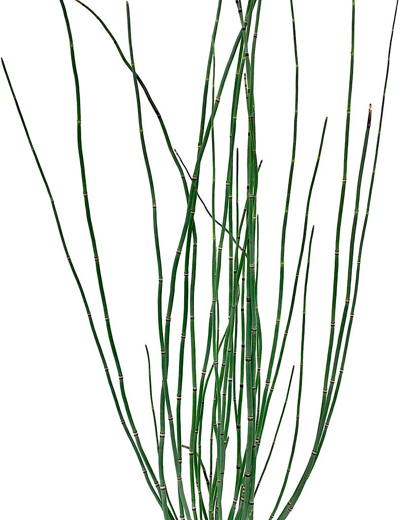 Equisetum japonica  1 gal