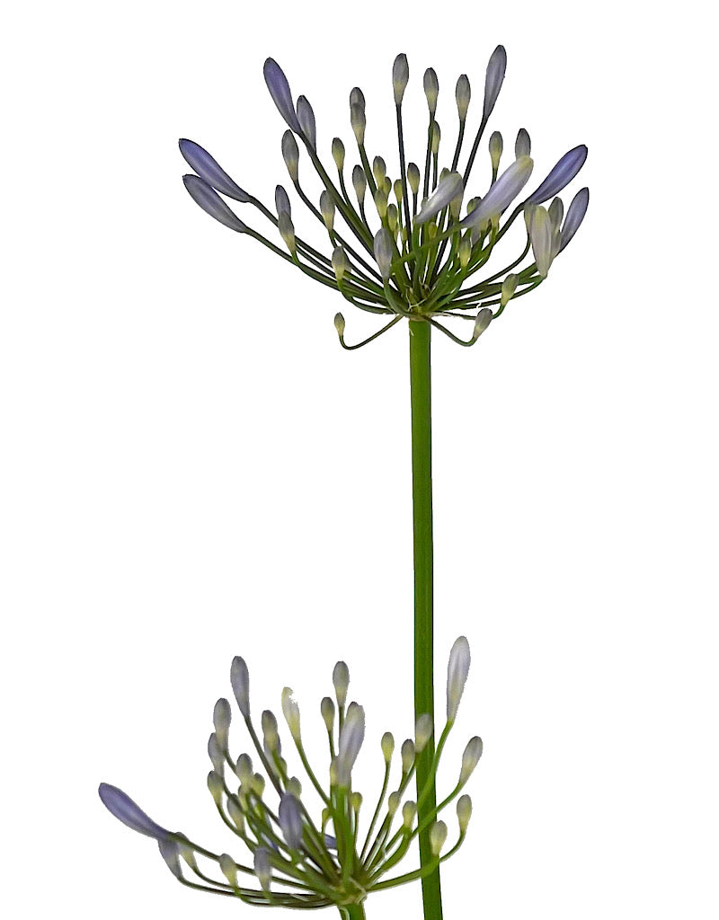 Agapanthus 'Queen Anne' 1 Gallon