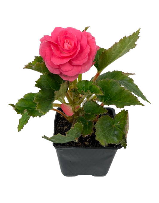 Begonia 'Nonstop Pink'  4 inch