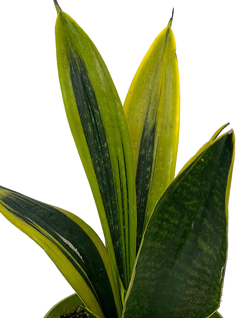 Sansevieria trifasciata 'Gold Flame' 6 Inch