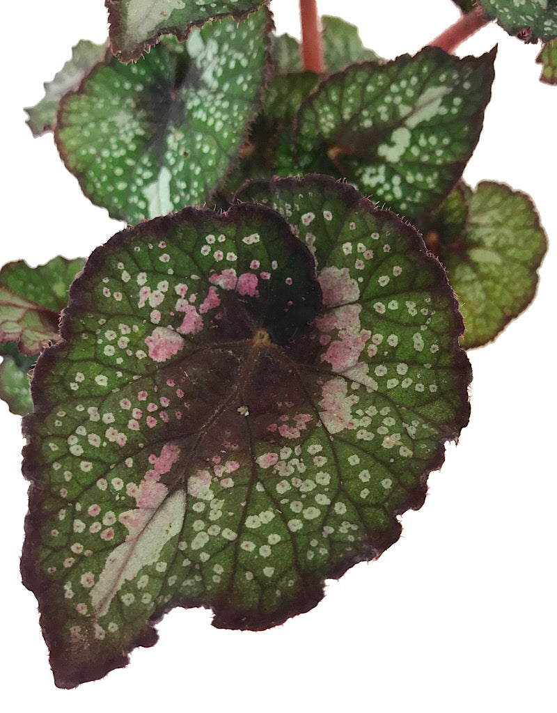 Begonia rex 'Twister' - Quart