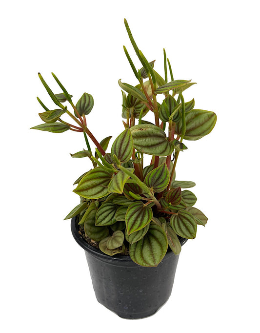 Peperomia  €˜Piccolo Banda  4 Inch