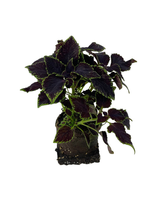 Coleus 'Abbey Road' 4 Inch