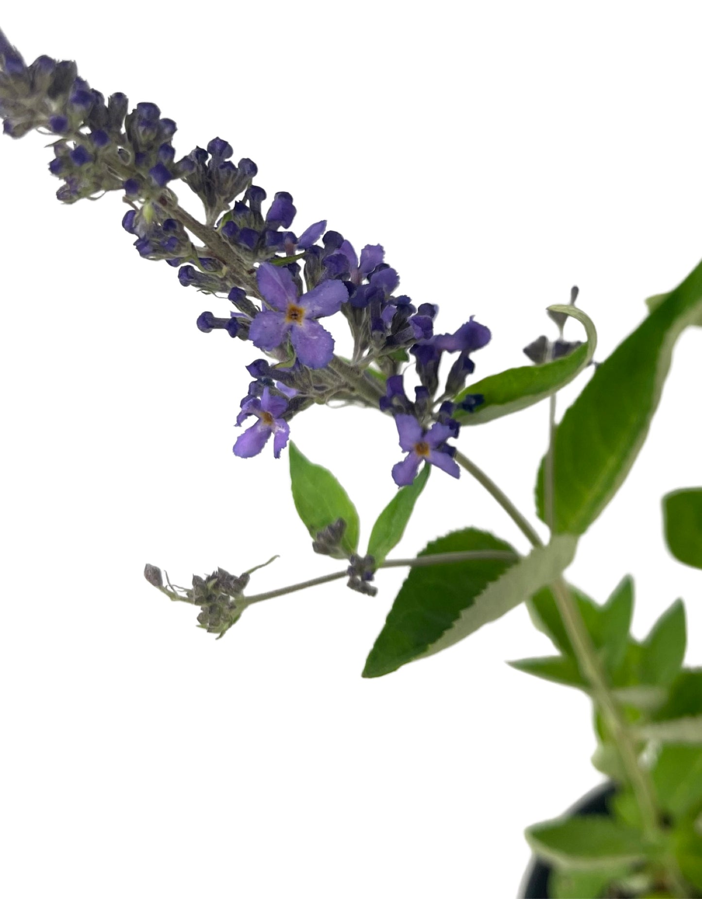 Buddleia 'Flutterby Petite Blue Heaven' 1 Gallon