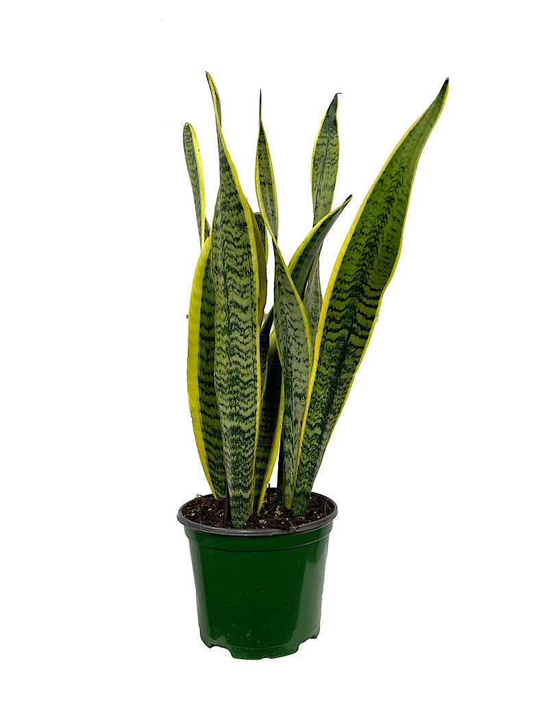 Sansevieria trifasciata 'Laurentii' 6 Inch