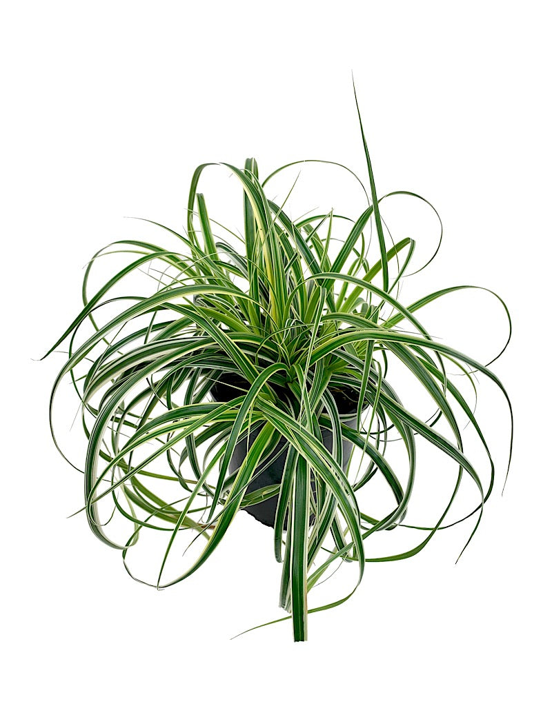 Carex oshimensis 'Feather Falls' Quart