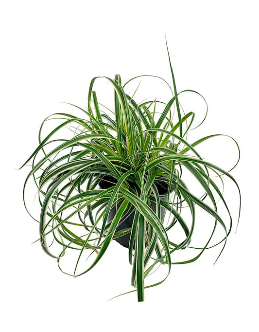 Carex oshimensis 'Feather Falls' Quart