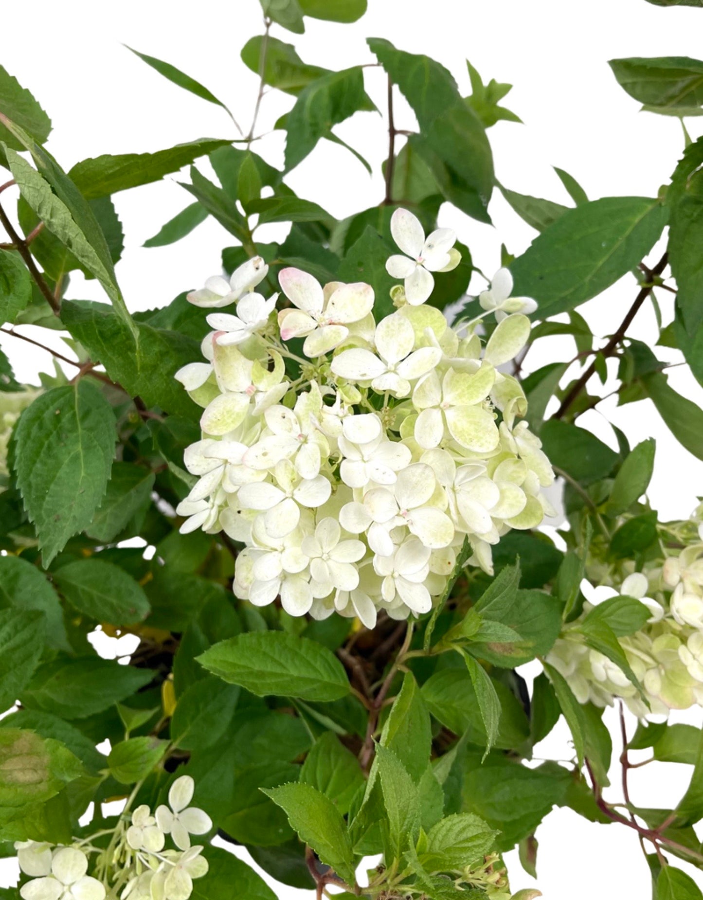 Hydrangea Paniculata 'Bombshell  2 Gallon