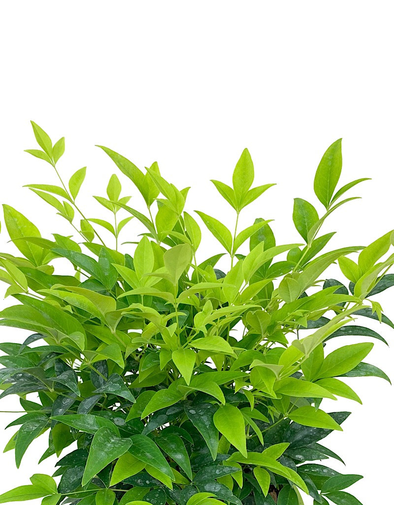 Nandina domestica 'Lemon Lime'