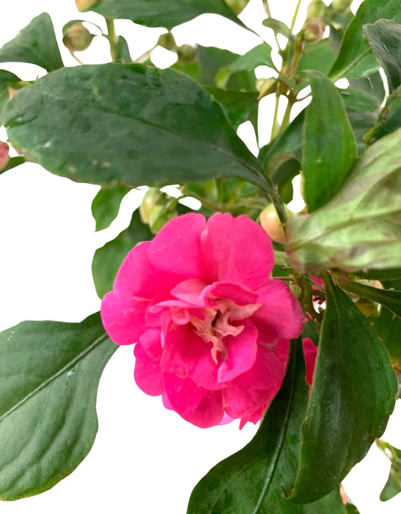 Impatiens 'Glimmer Hot Pink' 4 Inch