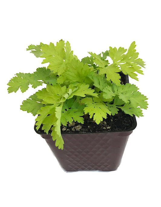 Tanacetum parthenium 'Aureum' 4 Inch