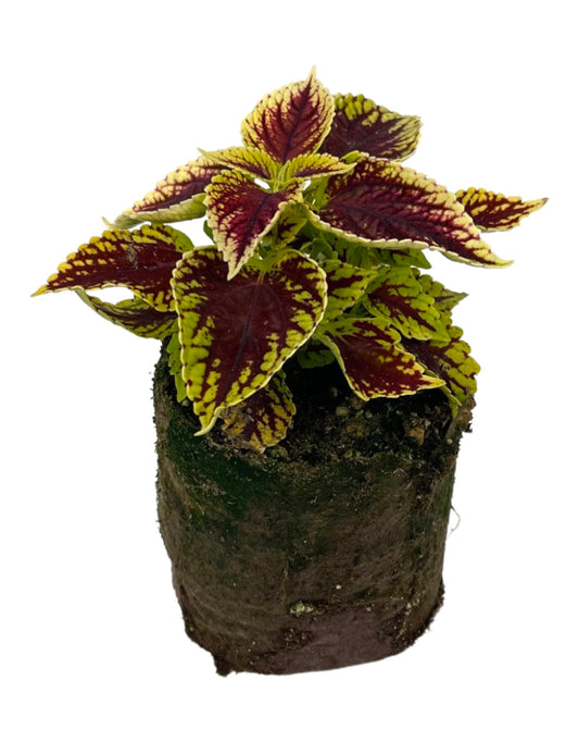 Coleus 'Coleosaurus' 4 Inch