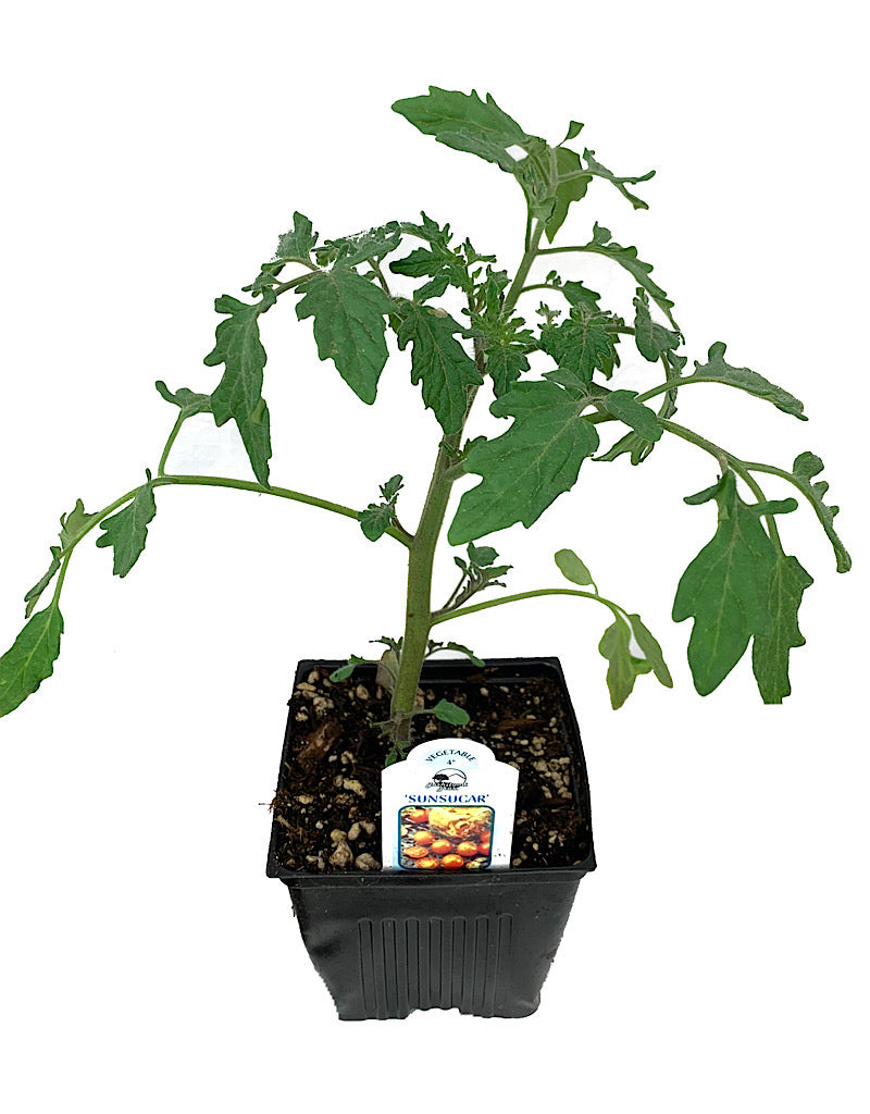 Tomato 'Sunsugar' 4 Inch