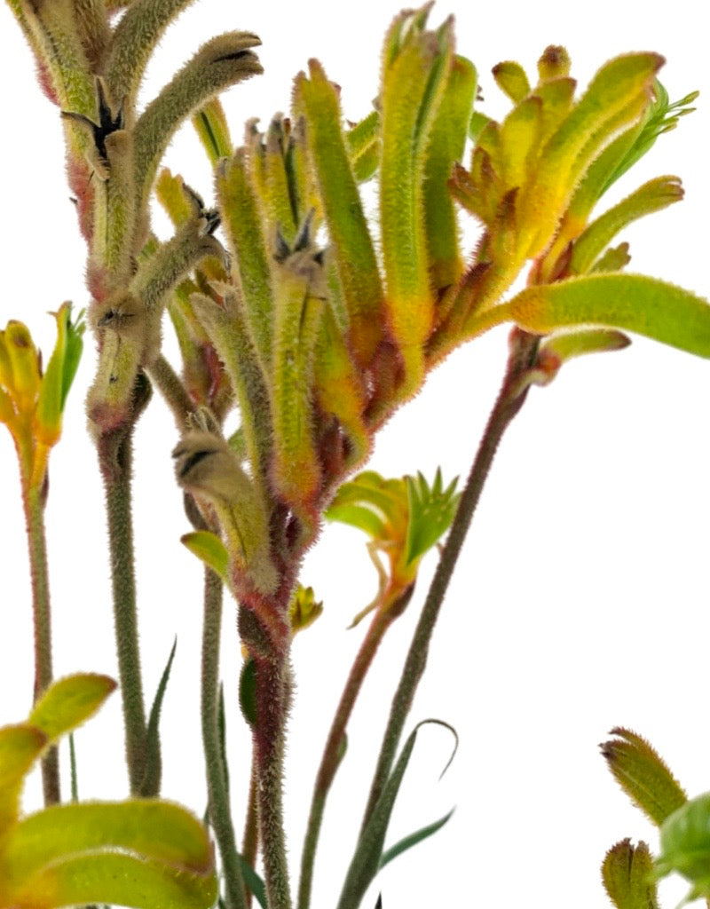 Anigozanthos 'Bush Tenacity Yellow' 1 Gallon