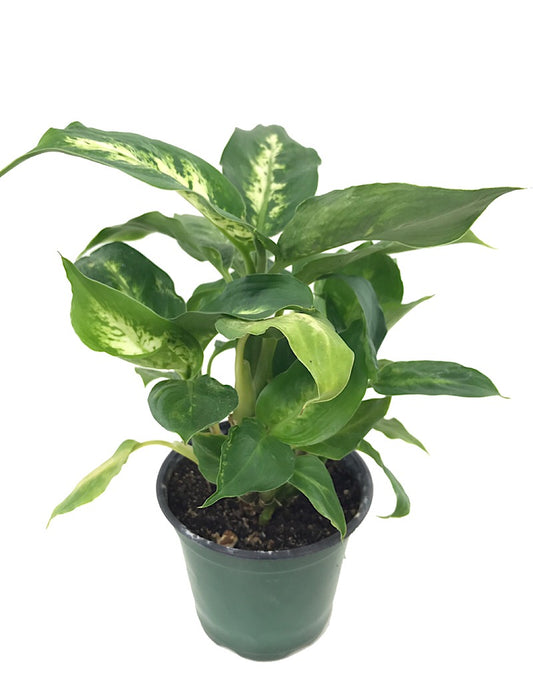 Dieffenbachia 'Perfecta Compacta' 4 Inch