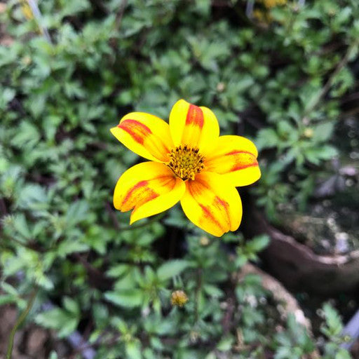 Bidens 'Beedance Painted Red' 4 Inch