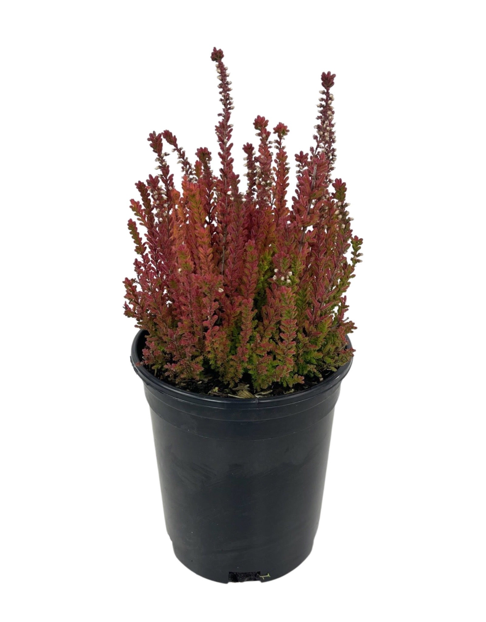 Calluna vulgaris 'Firefly' – The Garden Corner