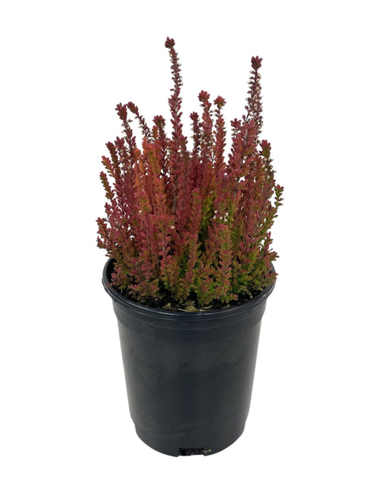 Calluna vulgaris 'Firefly'