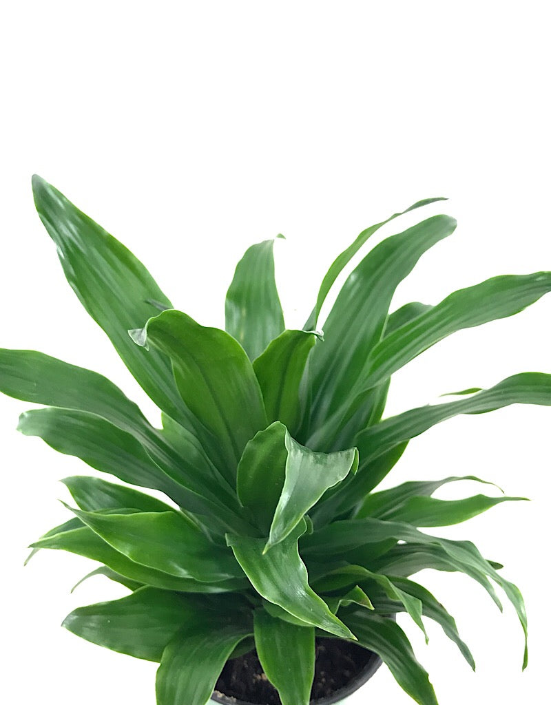 Dracaena 'JC Compacta' 4 inch